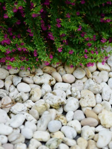 Aménagement de jardin sec pour réussir